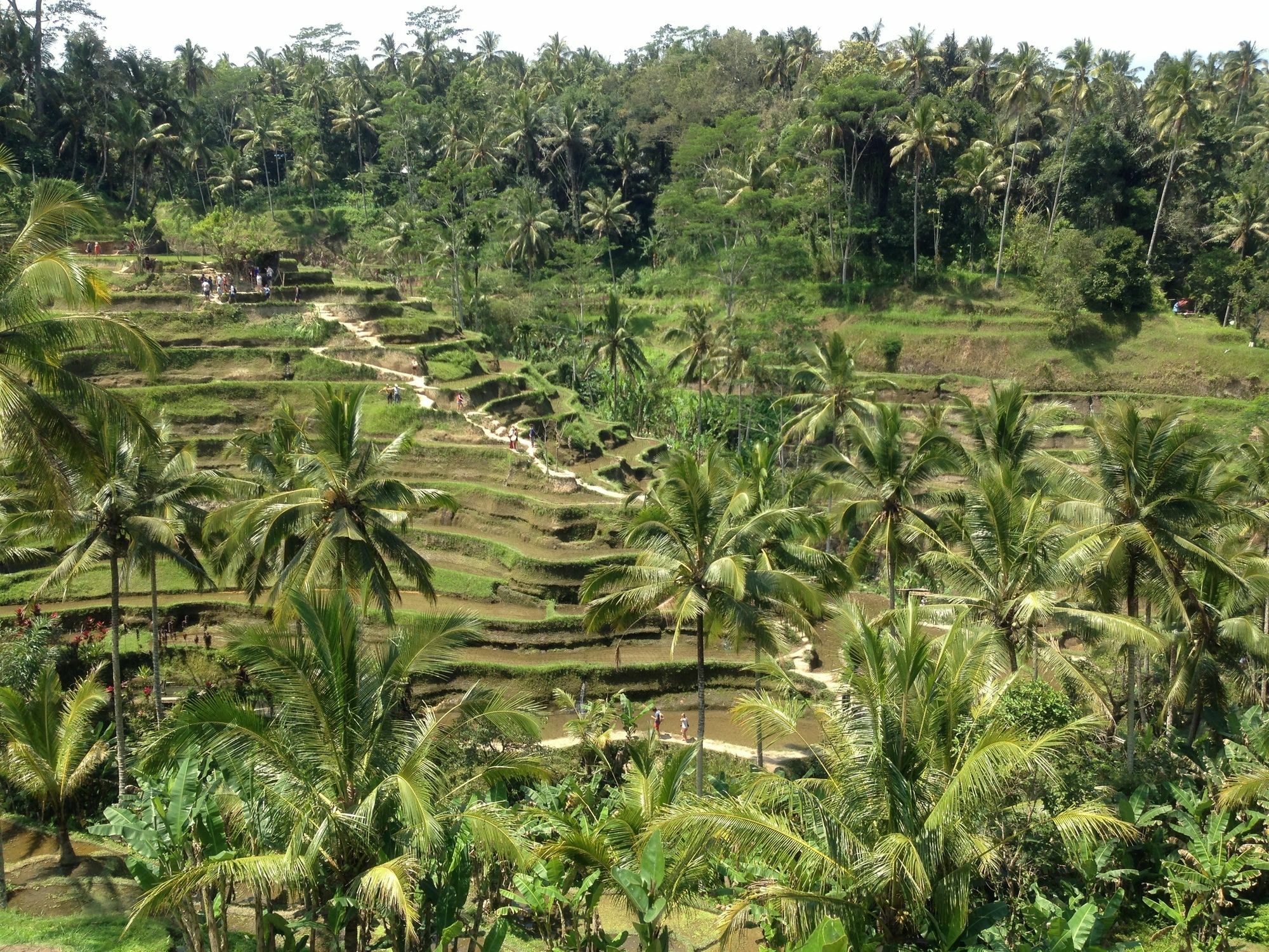 Appartamento Mano House Ubud Esterno foto